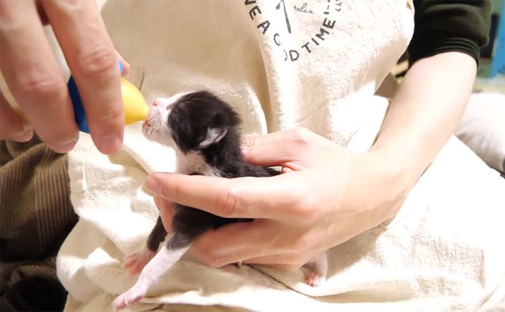 ミルクを飲む子猫