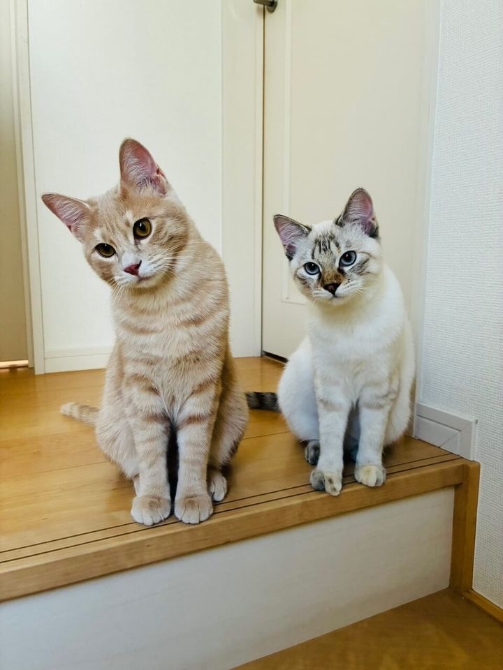投稿者さんが迎えた2匹の猫