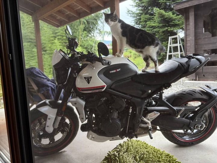 バイクの上に立つキジ白猫