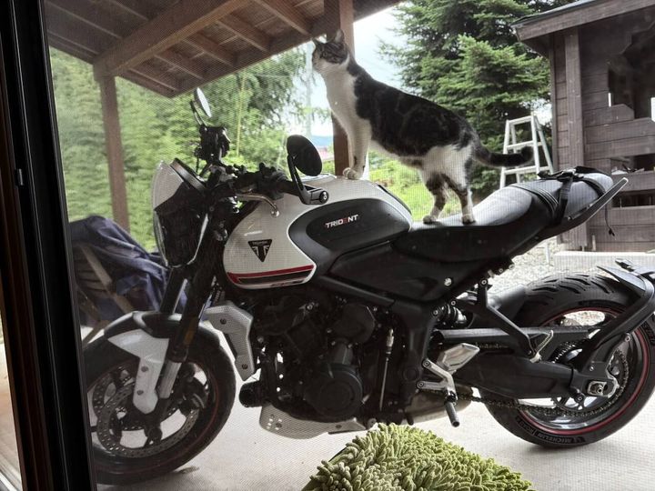 キジ白猫がバイクのタンクとシートに足をかけて立っている様子
