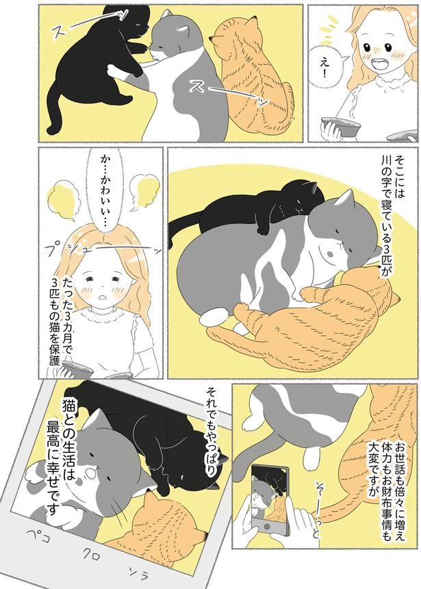 3カ月で3匹もの猫を保護 （C）ゆきよみ、にゃんかつ／KADOKAWA