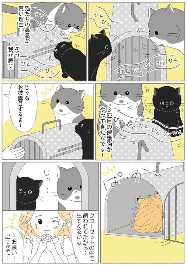 3匹目の保護猫がやってきたんです！ （C）ゆきよみ、にゃんかつ／KADOKAWA