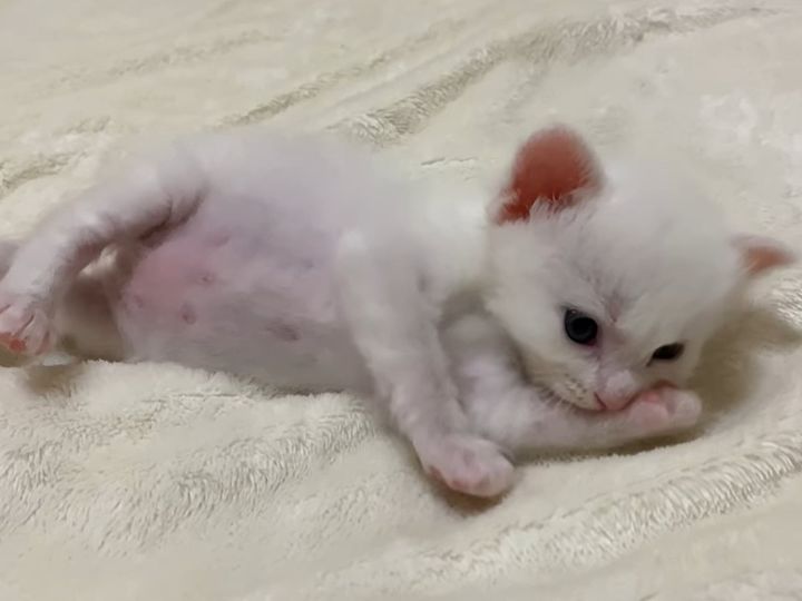 一生懸命、毛づくろいを頑張る子猫
