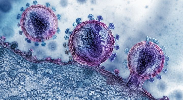 新生児のHIVを「3つの薬」で永久に排除できる可能性、サルの赤ちゃんで実証