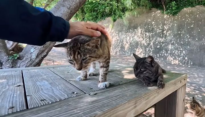 ナデナデされる猫
