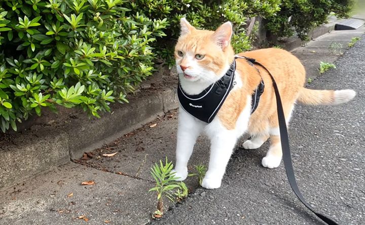散歩する猫