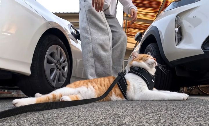 帰宅拒否する猫