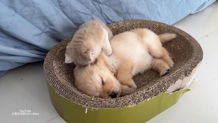 子猫が起こそうとするも、子犬は目覚めず……？