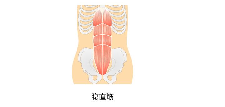 腹直筋、外腹斜筋、内腹斜筋、腹横筋はどこを指す？筋トレ初心者向け「お腹」の筋肉解説 | トレーニング ×スポーツ『MELOS』