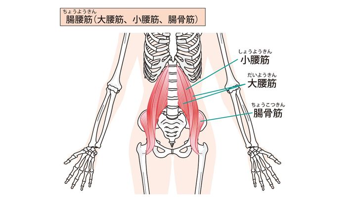腸腰筋の筋トレ＆ストレッチ｜腰まわりの筋肉の鍛え方（総集編 ...
