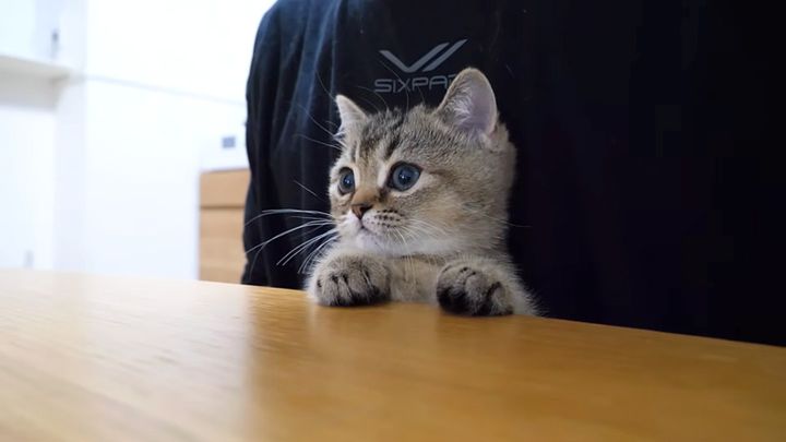 真剣にアニメを見る子猫