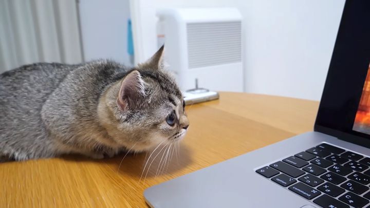 真剣にアニメを見る子猫