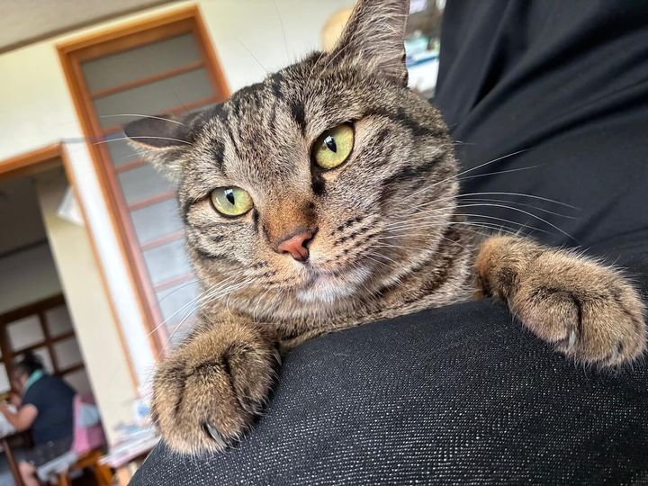 あまえんぼな猫のきい君