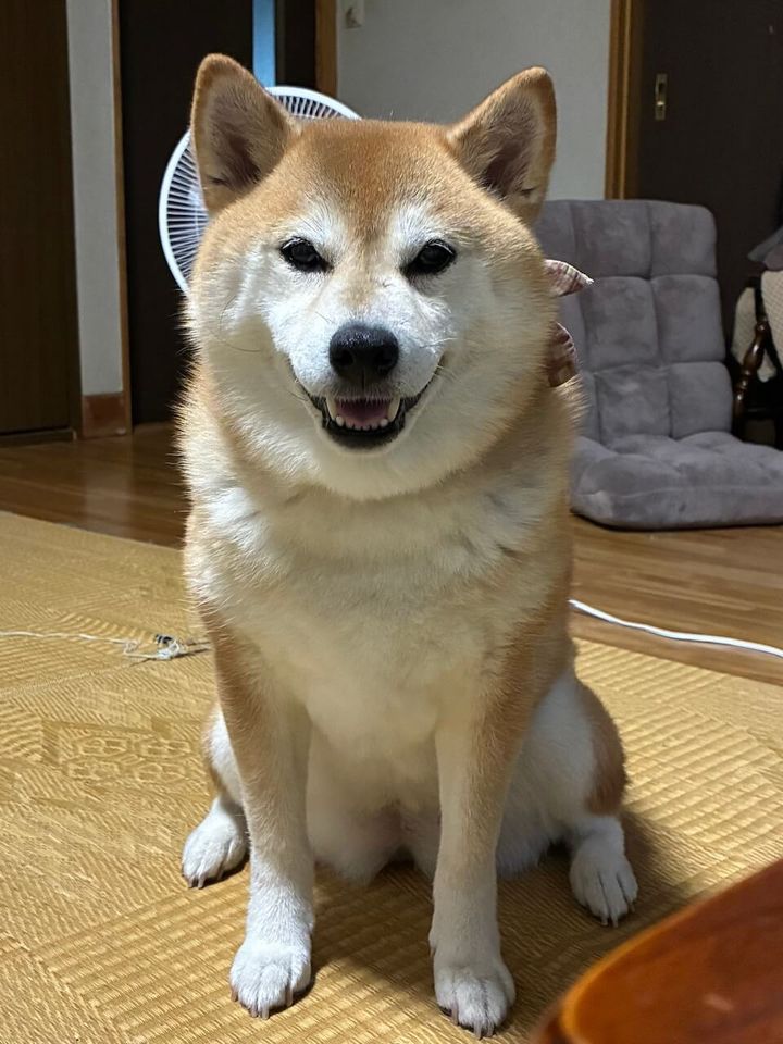 柴犬のゆめちゃん