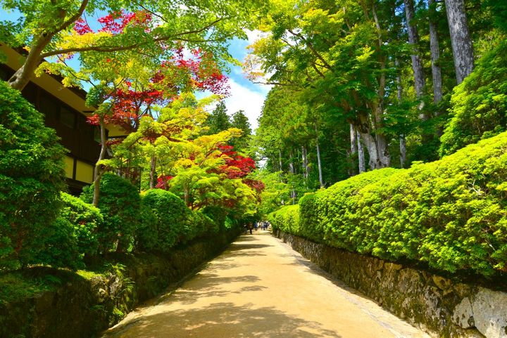 高野山 壇上伽藍 蛇腹路