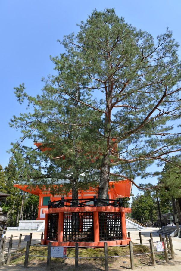 高野山 壇上伽藍 三鈷の松