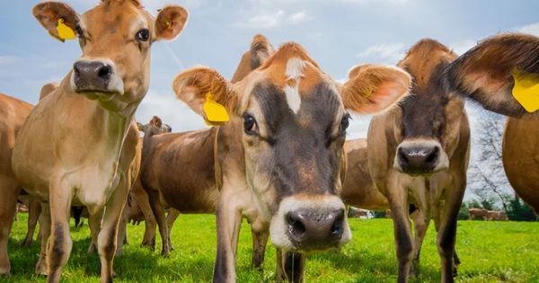 【滋賀県⽶原市】風味豊かな黄金色の「Langage Farmソフトクリーム」がローザンベリー多和田に登場！