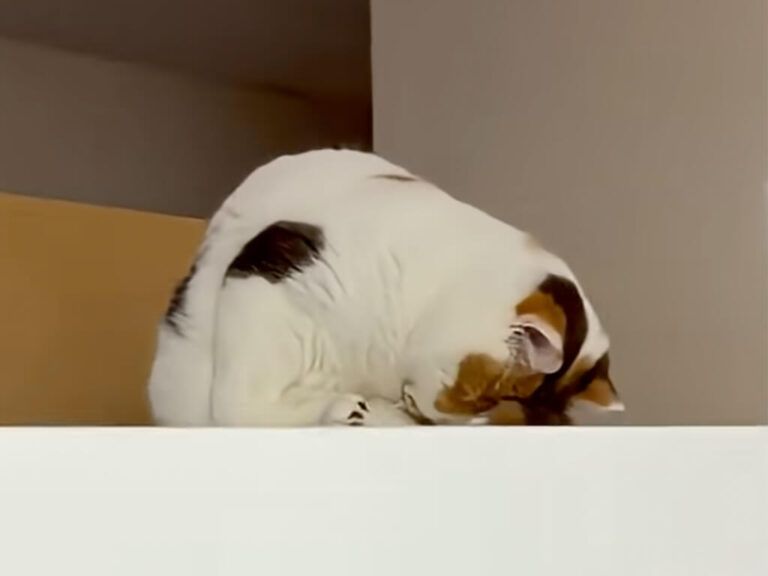 冷蔵庫の上でうとうと、呼びかけられてもやっぱり眠い猫さん | TRILL