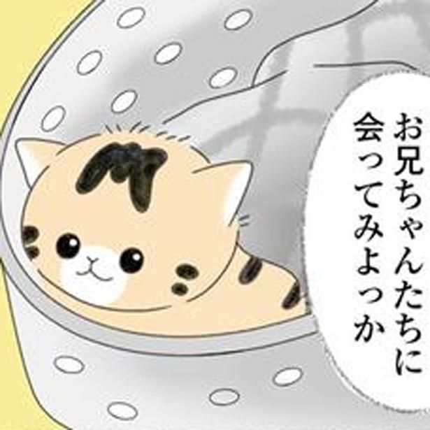 お兄ちゃんたちに会ってみよっか （C）ゆきよみ、にゃんかつ／KADOKAWA