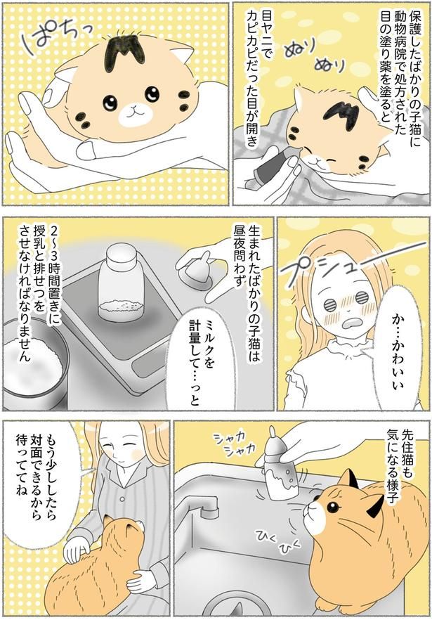 先住猫も気になる様子 （C）ゆきよみ、にゃんかつ／KADOKAWA