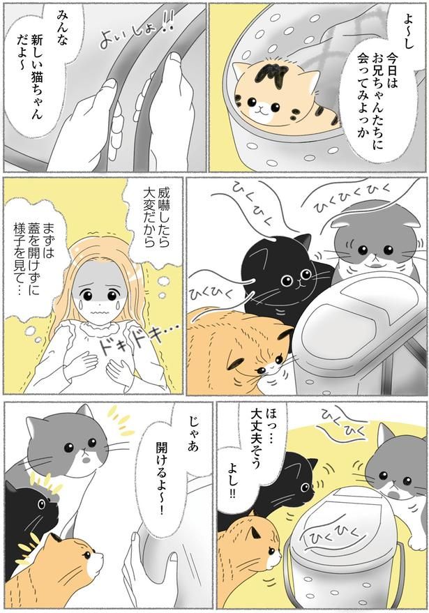新しい猫ちゃんだよ～ （C）ゆきよみ、にゃんかつ／KADOKAWA