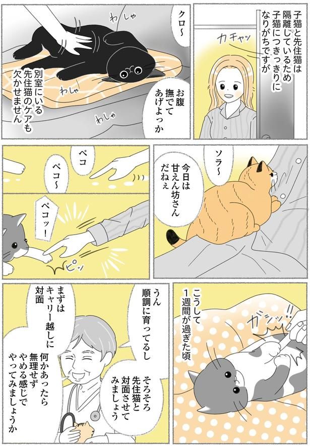 先住猫のケアも欠かせません （C）ゆきよみ、にゃんかつ／KADOKAWA