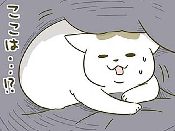 寝起きに戸惑う猫 （C）卵山玉子／KADOKAWA