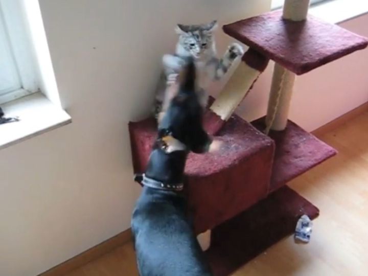 子猫が戦うのはなんとドーベルマン！？