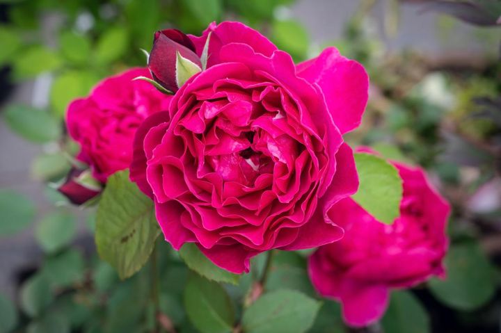 記事の最後に紹介した‘オデュッセイア’。波状の花弁が美しい、四季咲きのシュラブローズです。名前はギリシャ神話にちなみます。