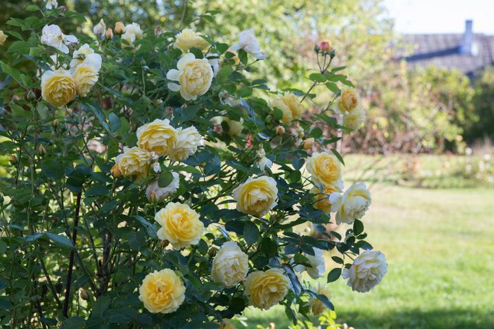 シュラブローズの枝を伸ばさず、木立ち性として育てた姿です。花がやや横向きに咲き、株の下から上まで花を付けるのがハイブリッドティーと異なる点です。