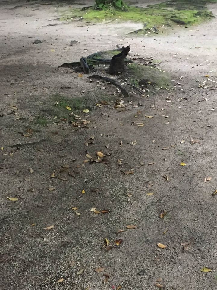 公園の木の根元に猫のようなシルエットに見える朽木がある様子