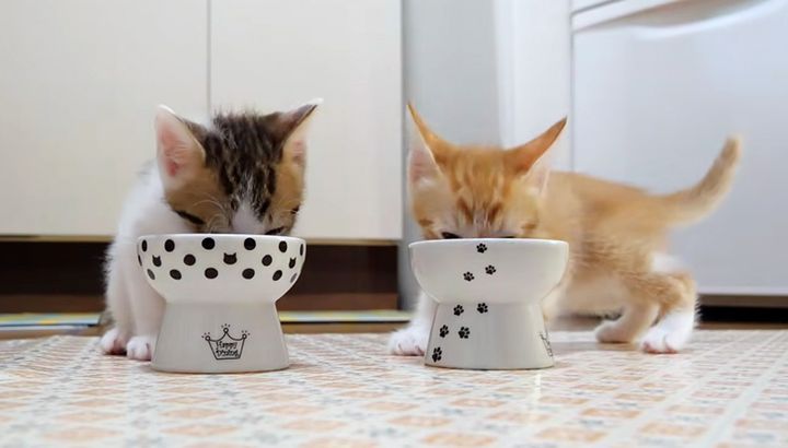 ご飯を食べる子猫達