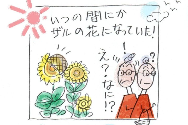 「しばらく見ないと思ったら…」ひまわりとザルの夏の事件簿｜本田葉子さんのやっちまった話