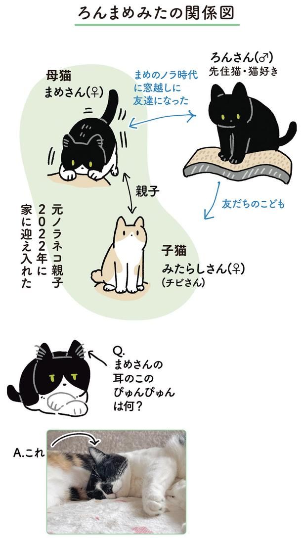 ろんまめみたの関係図 （C）AKR／KADOKAWA