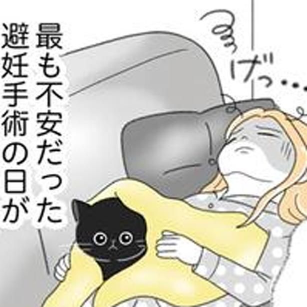 最も不安だった避妊手術の日 （C）ゆきよみ、にゃんかつ／KADOKAWA