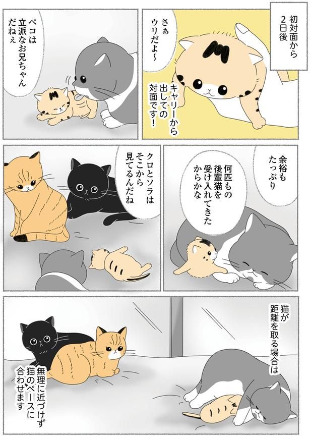 立派なお兄ちゃんだねぇ （C）ゆきよみ、にゃんかつ／KADOKAWA