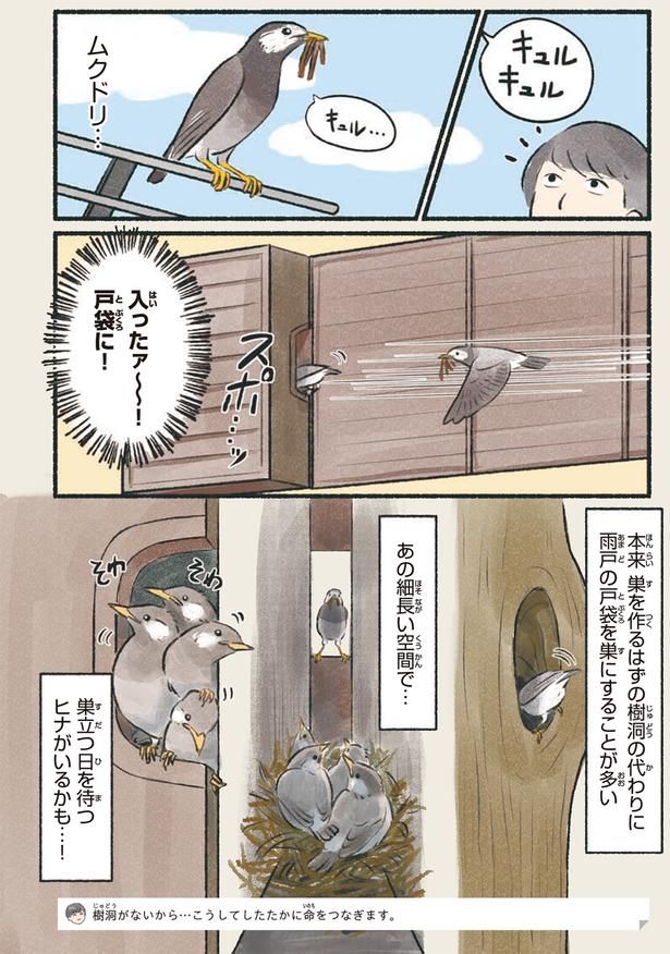 ムクドリ… （C）piro piro piccolo／KADOKAWA