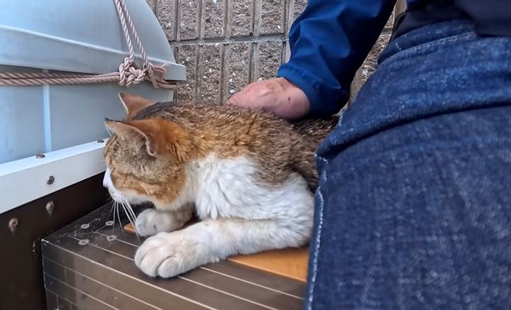 ナデナデされる猫
