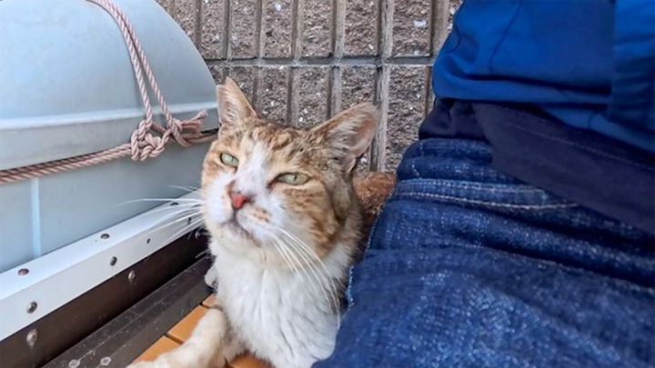隣に座ってきた猫