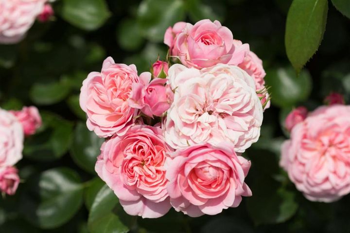 1つの枝に複数の花が咲くことを房咲きといいます。このバラも9～10輪ものロゼット咲きの花が付いてブーケのよう。