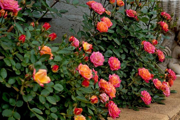 ドイツ、コルデス社のミニバラ‛リトル サンセット’を植えた花壇。ミニやパティオ系は小ぶりで管理がとにかくラク。