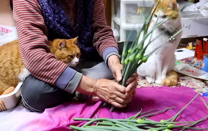 にんにくの芽が気になる猫