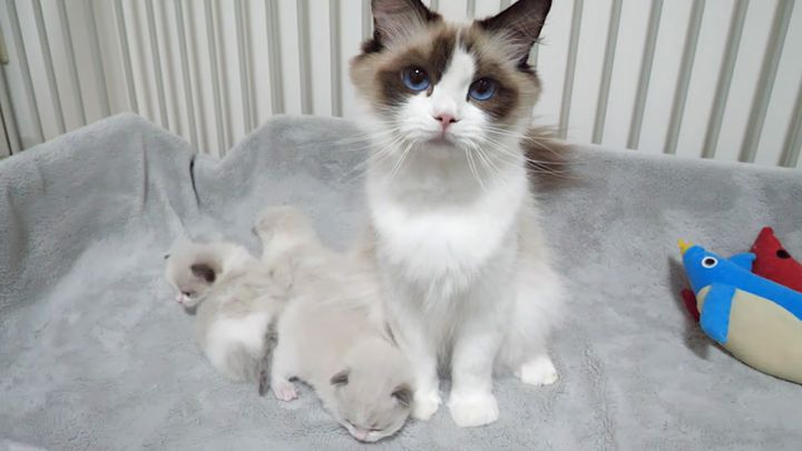 ママ猫に寄り添う子猫達