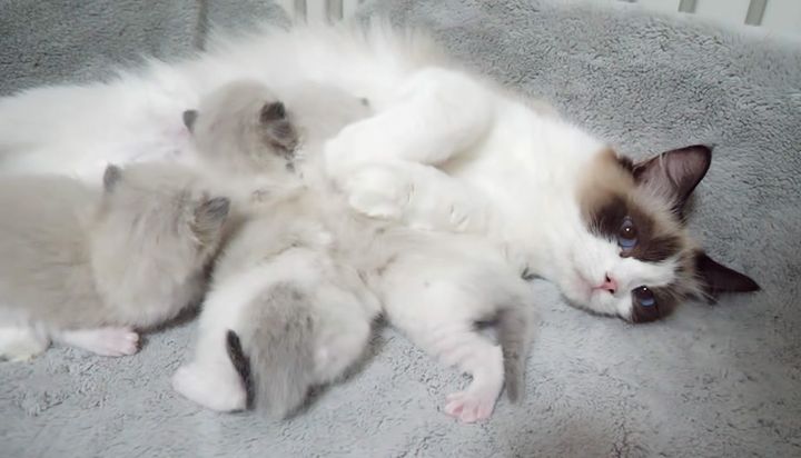 ママ猫のミルクを飲む子猫達