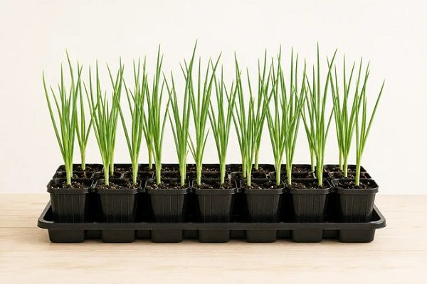 家庭で育てる「淡路島玉ねぎ」厳選ポット苗3品種の予約販売がスタート！