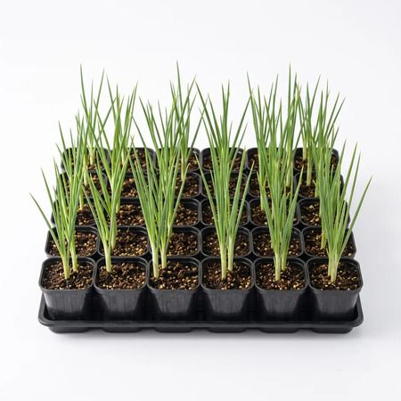 家庭で育てる「淡路島玉ねぎ」厳選ポット苗3品種の予約販売がスタート！