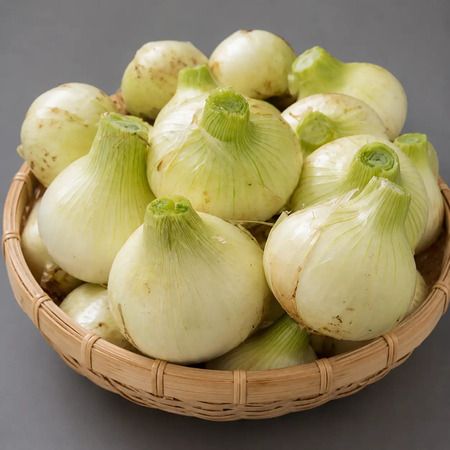 家庭で育てる「淡路島玉ねぎ」厳選ポット苗3品種の予約販売がスタート！