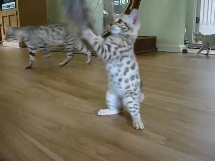 前足をパタパタさせて、おもちゃで遊ぶ子猫たち