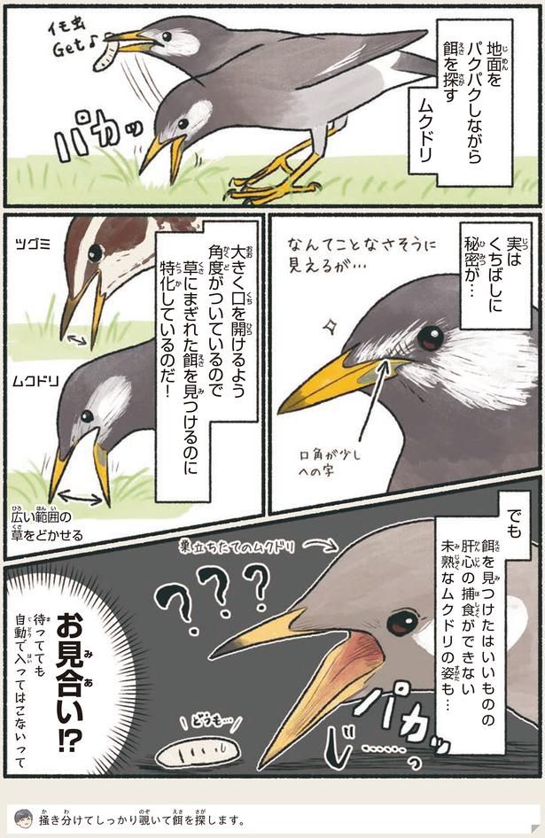 お見合い！？ （C）piro piro piccolo／KADOKAWA