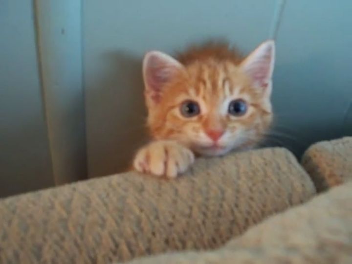 子猫のレオ、ソファの隙間で飼い主をじっと見つめて……？